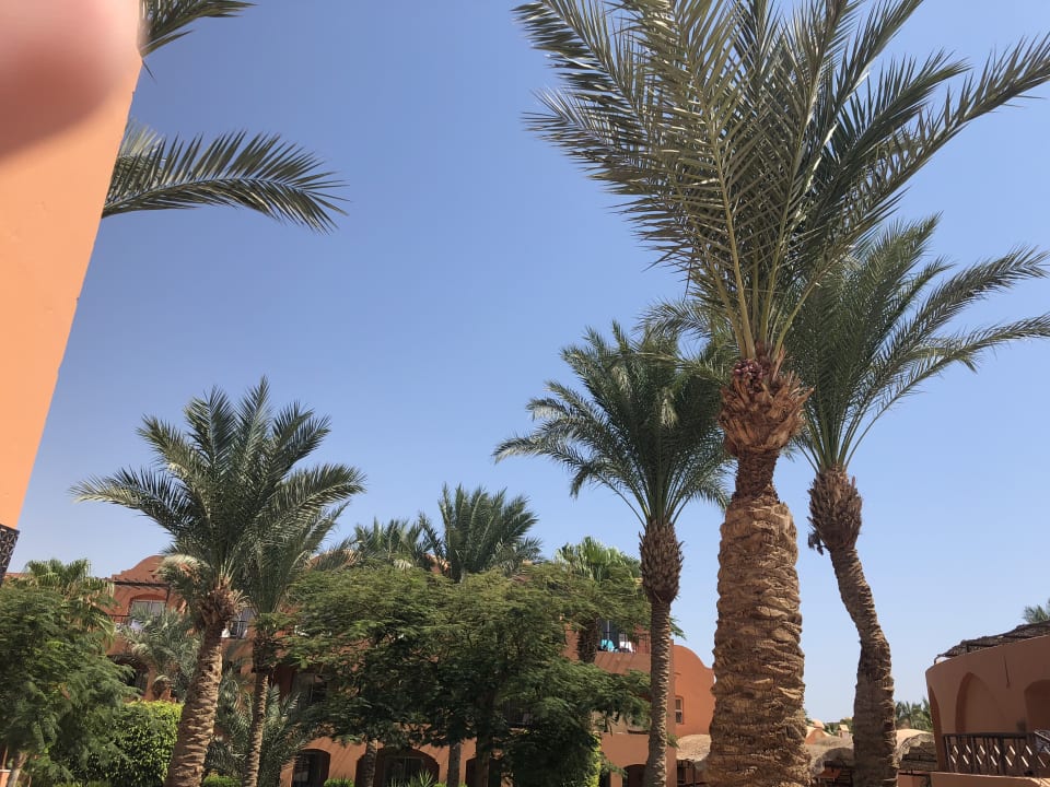 Gartenanlage Jaz Makadi Oasis Resort