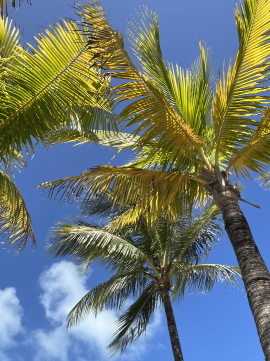 Gartenanlage Hotel Riu Caribe