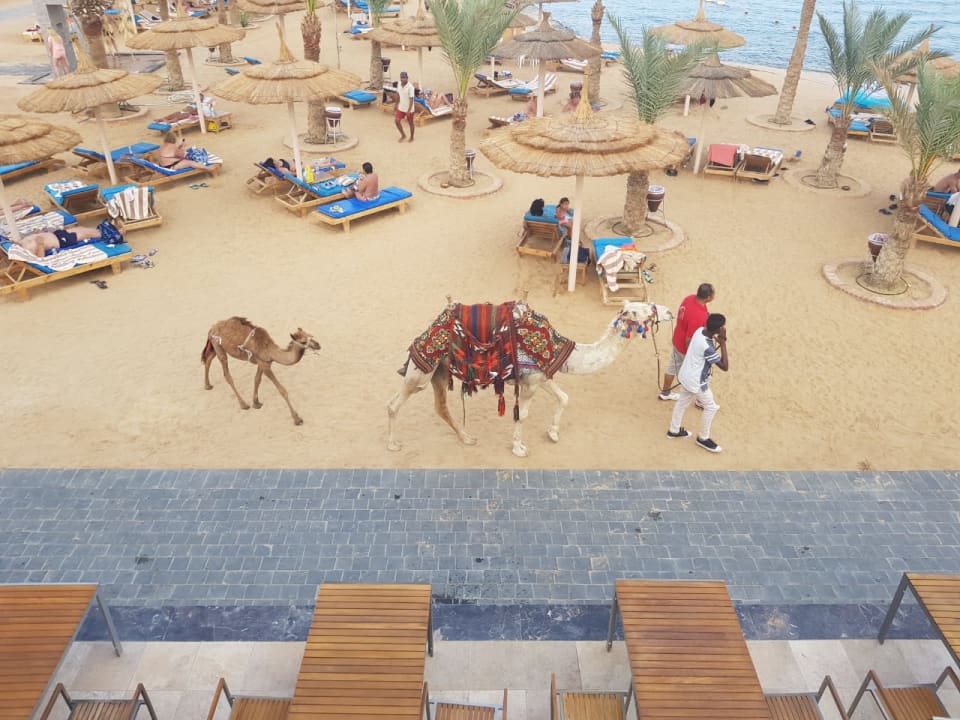 Strand Pickalbatros Aqua Vista Resort - Hurghada