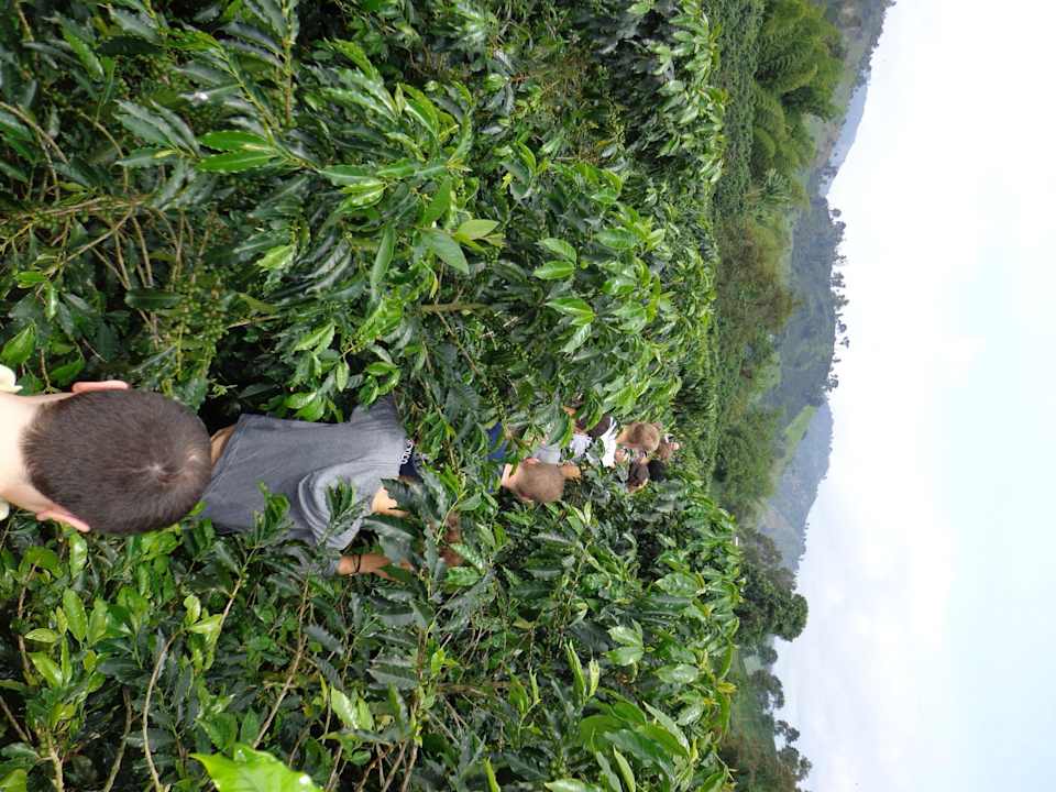 Paisaje cafetero dentro de la Hacienda Venecia Hacienda Venecia