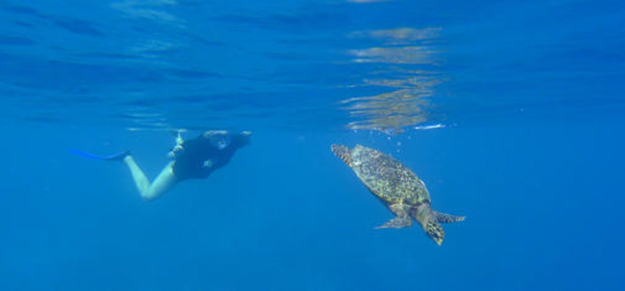 Schildköte Biyadhoo Island Resort