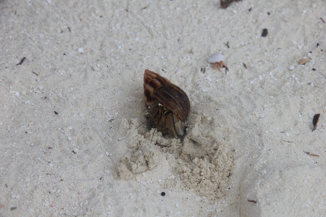 Krebs Kuramathi Maldives