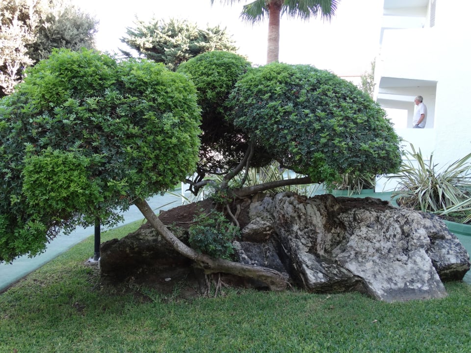 Gartenanlage Prinsotel Mal Pas (Adults only)