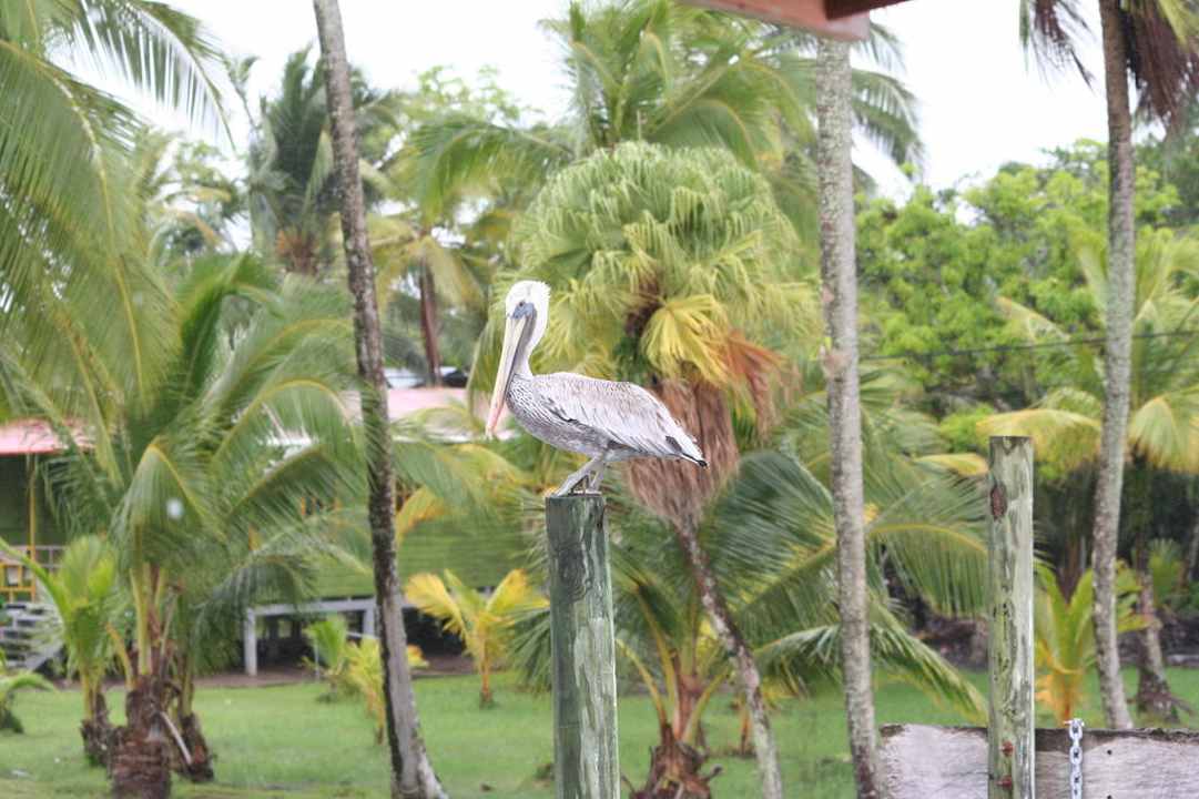 Pelikan Casa Acuario