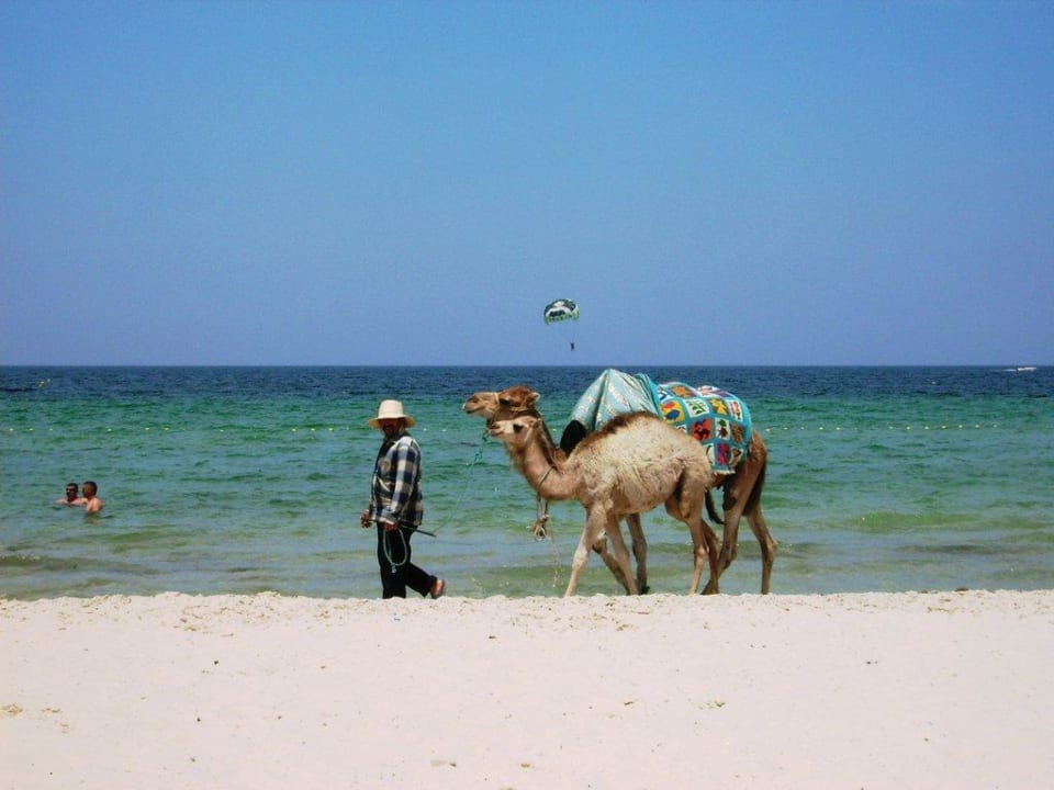 Kamele am Strand Sahara Beach Aquapark & Resort