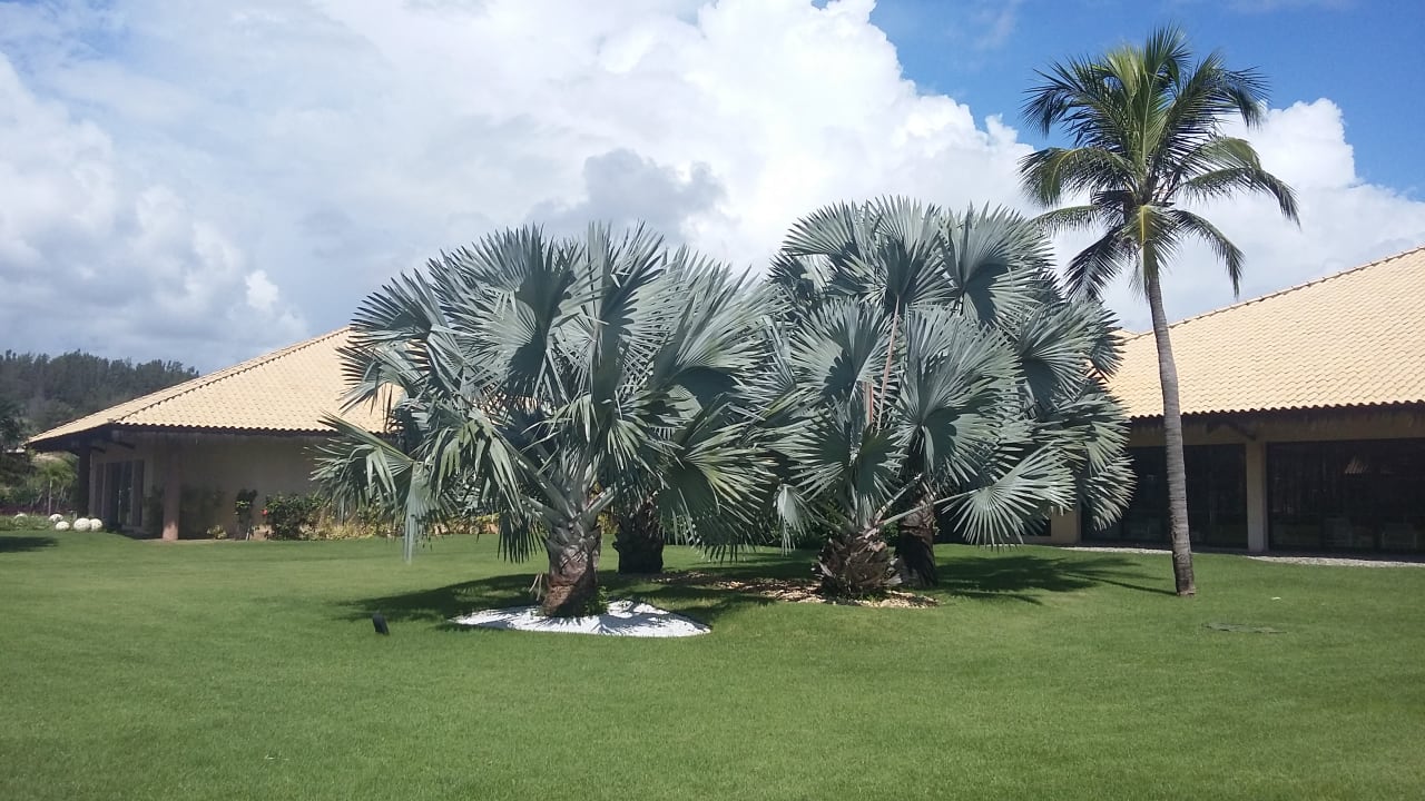 Gartenanlage Vila Galé Resort Cumbuco