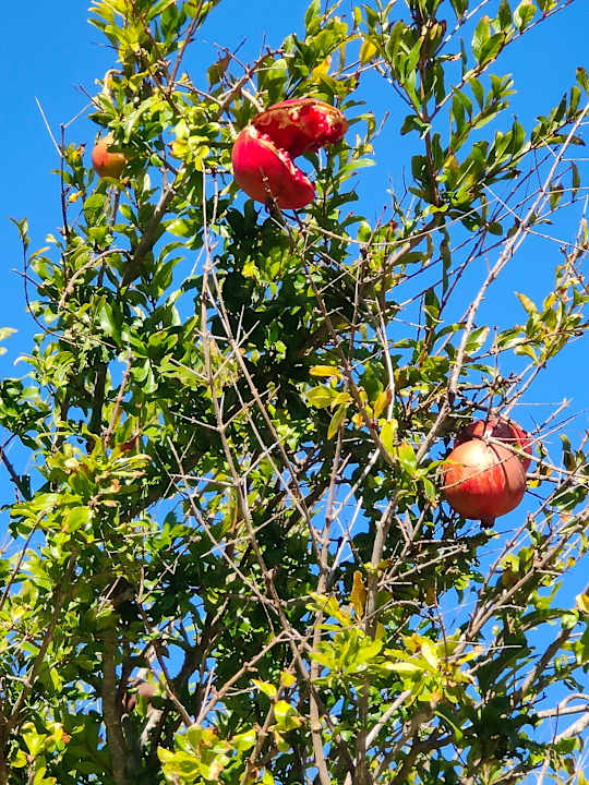 Sonstiges Lago Garden