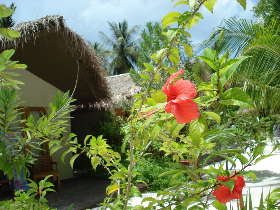 Natur pur Adaaran Select Hudhuran Fushi - Premium All Inclusive