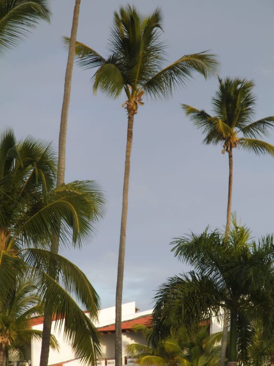 Palmen am Pool Occidental Punta Cana