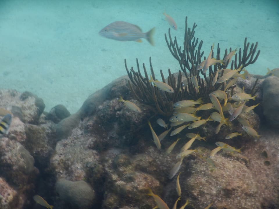 Strand Akumal Bay Beach & Wellness Resort