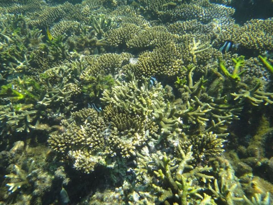 Poisson Shandrani Beachcomber Resort & Spa