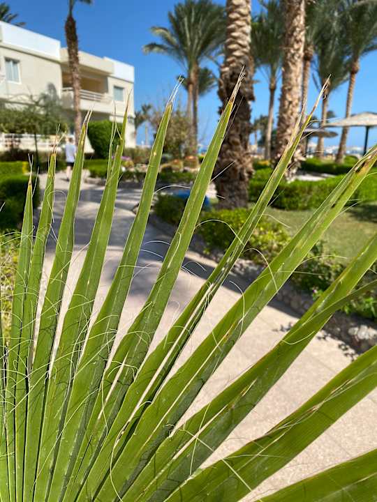 Gartenanlage Golden Beach Resort