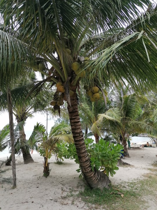 Gartenanlage Kai Bae Beach Resort