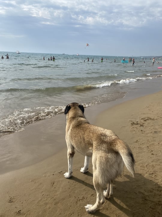 Strand Royal Taj Mahal Hotel