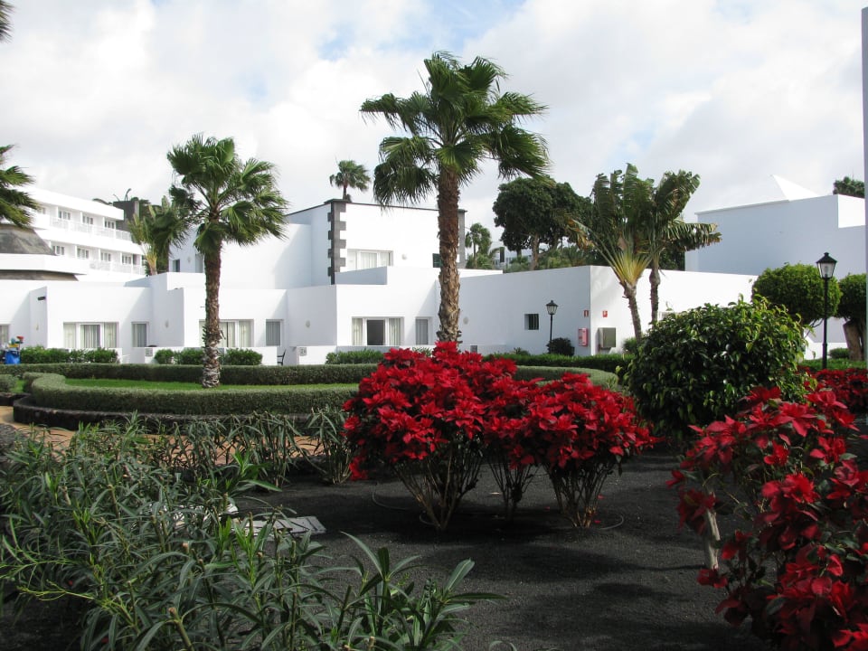 Weihnachtssterne im Garten Hotel Riu Paraiso Lanzarote