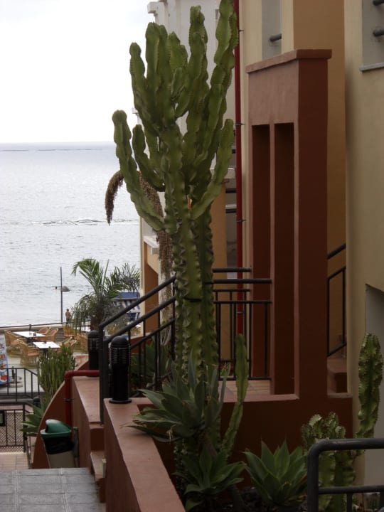 Schön bepflanzt Los Olivos Beach Resort