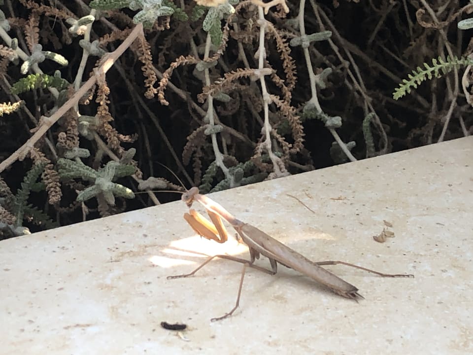 Sonstiges Hotel Kalithea Horizon Royal