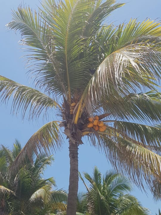 Gartenanlage Dreams Tulum Resort & Spa