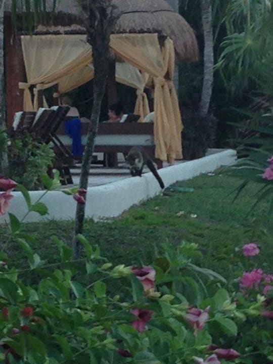 Wildlife TRS Yucatan Hotel - Adults only