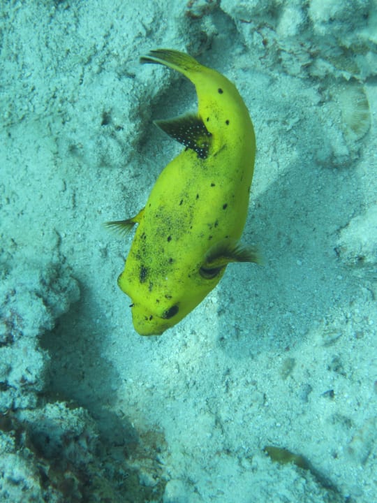 Schnorcheln am Hausriff, Kofferfisch NH Collection Maldives Reethi Resort