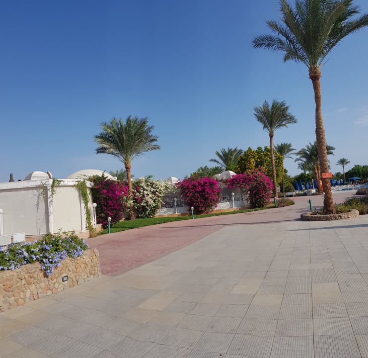 Gartenanlage Desert Rose