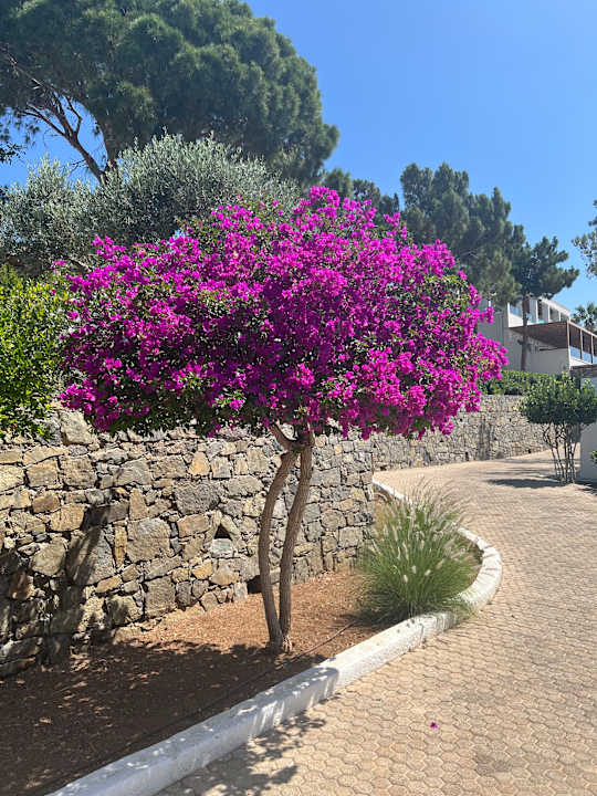 Gartenanlage Hotel Kakkos Bay