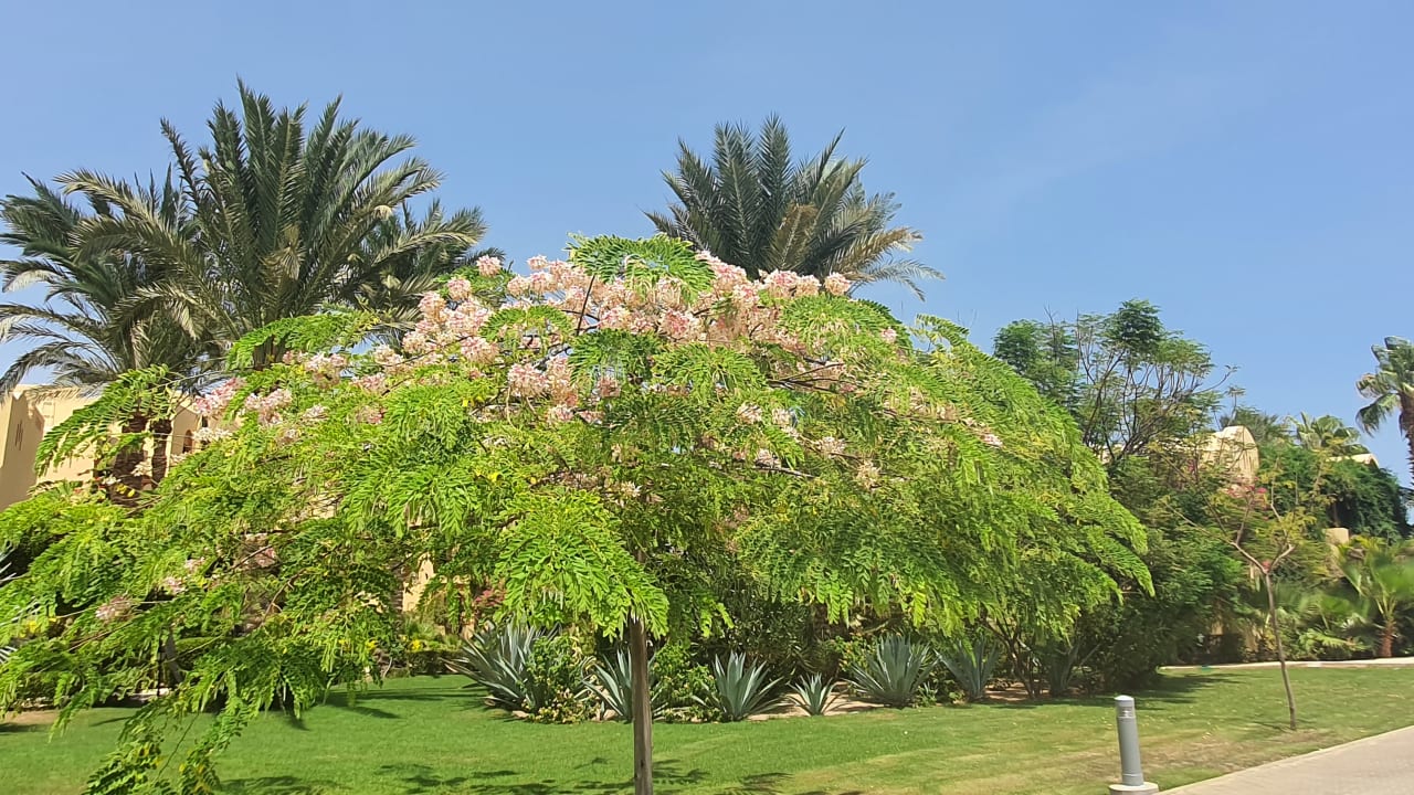 Außenansicht Jaz Solaya