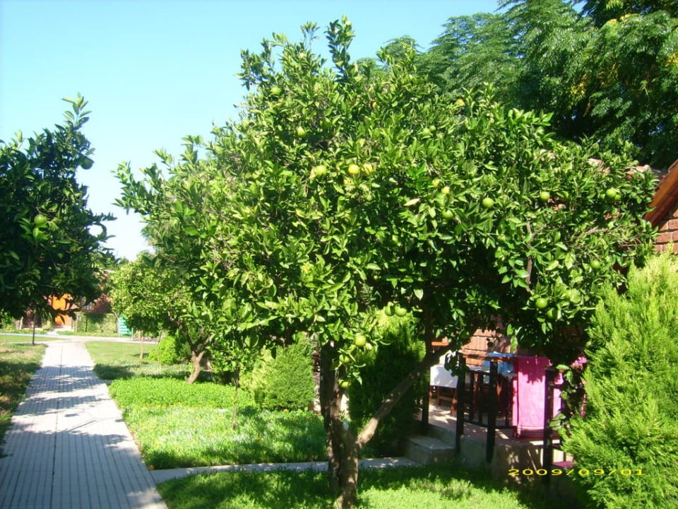 Bungalowanlage mit gepflegter Grünfläche Can Garden Beach