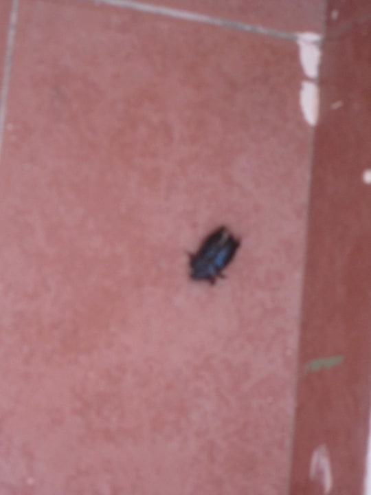 Kakerlake auf Balkon Shams Alam Beach Resort