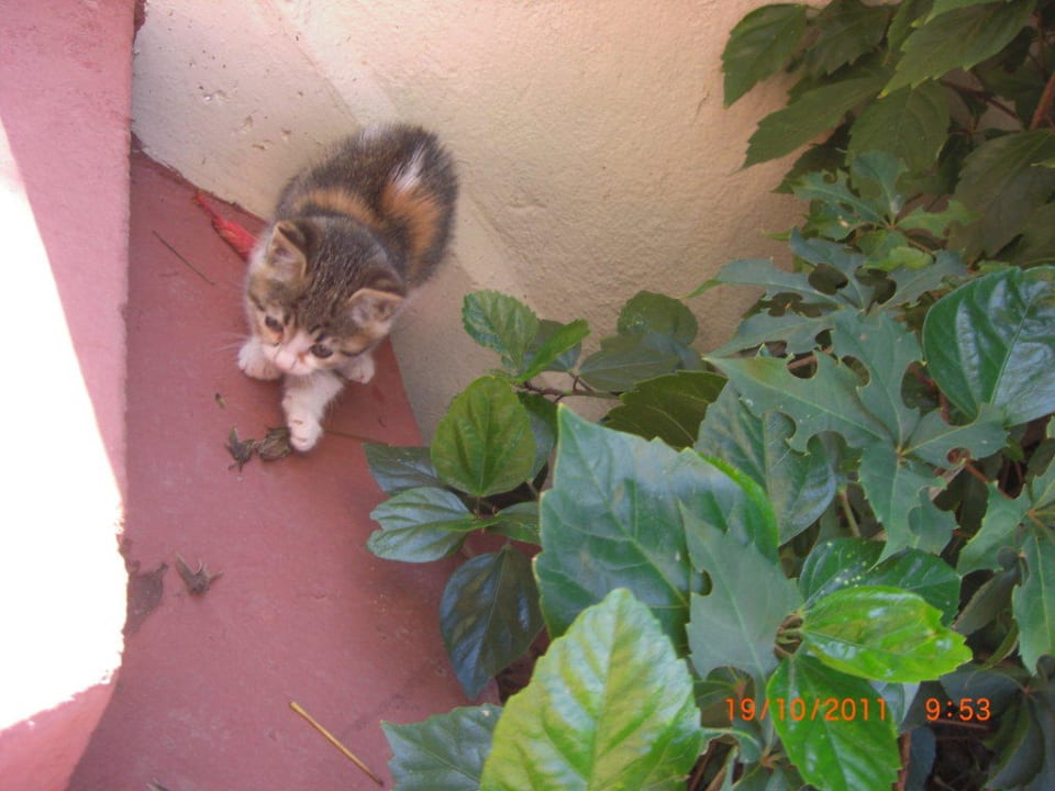 Baby-Katze Mira Meridia Beach Hotel