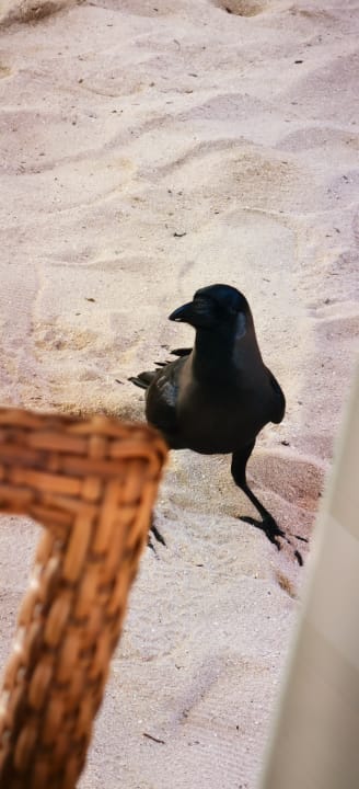 Sonstiges Kuramathi Maldives