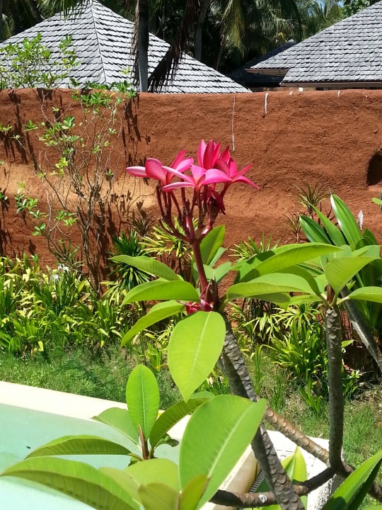 Blühende Sträucher am Pool Sheraton Hua Hin Pranburi Villas