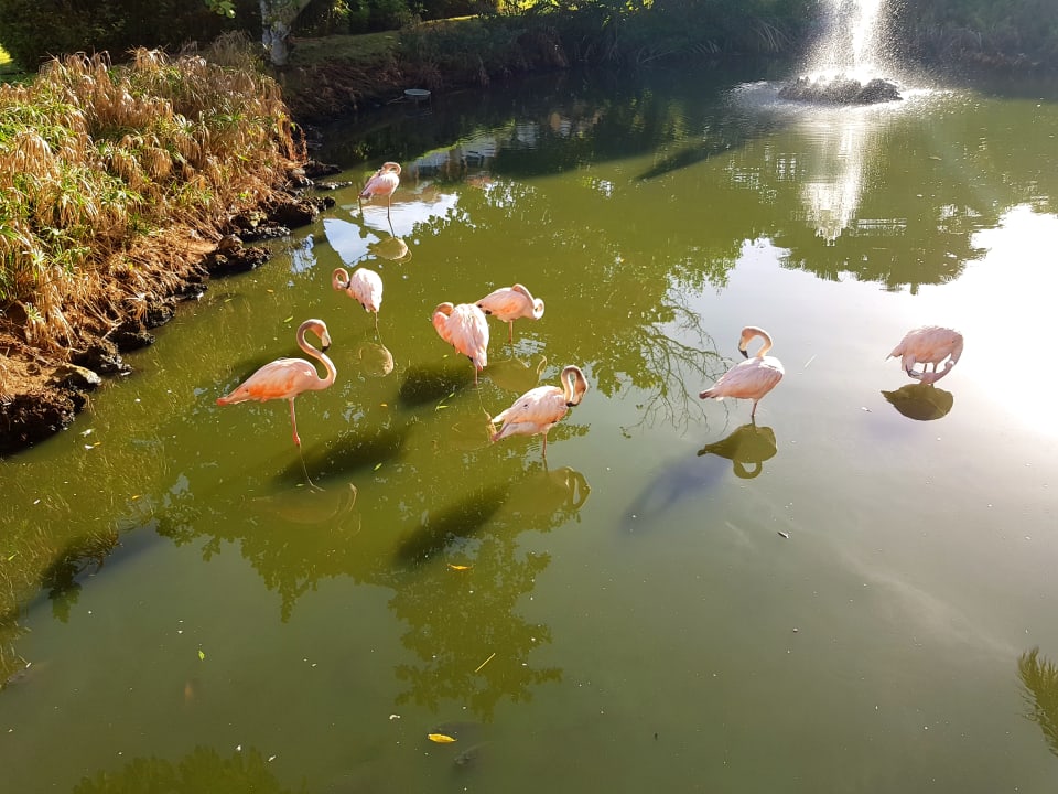 Gartenanlage Hotel Viva Dominicus Palace by Wyndham-All Inclusive Resort