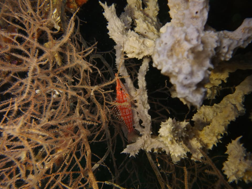 Strand Hotel Dolphin House