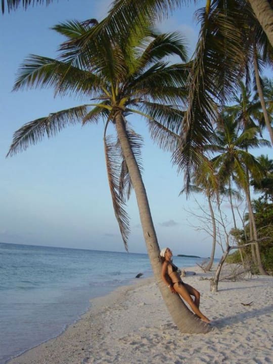 Eine von den vielen Palmen Kuredu Island Resort & Spa