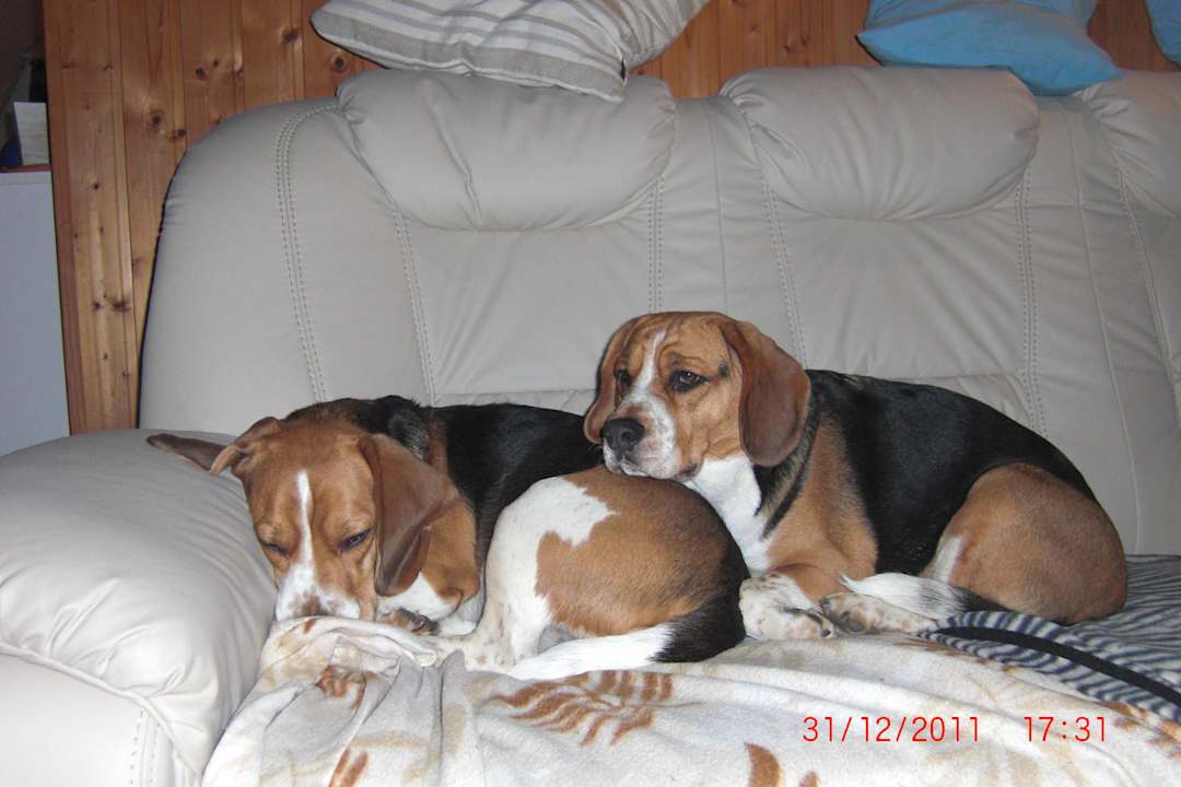 Wenn der Hund... Ferienhaus Seeblick