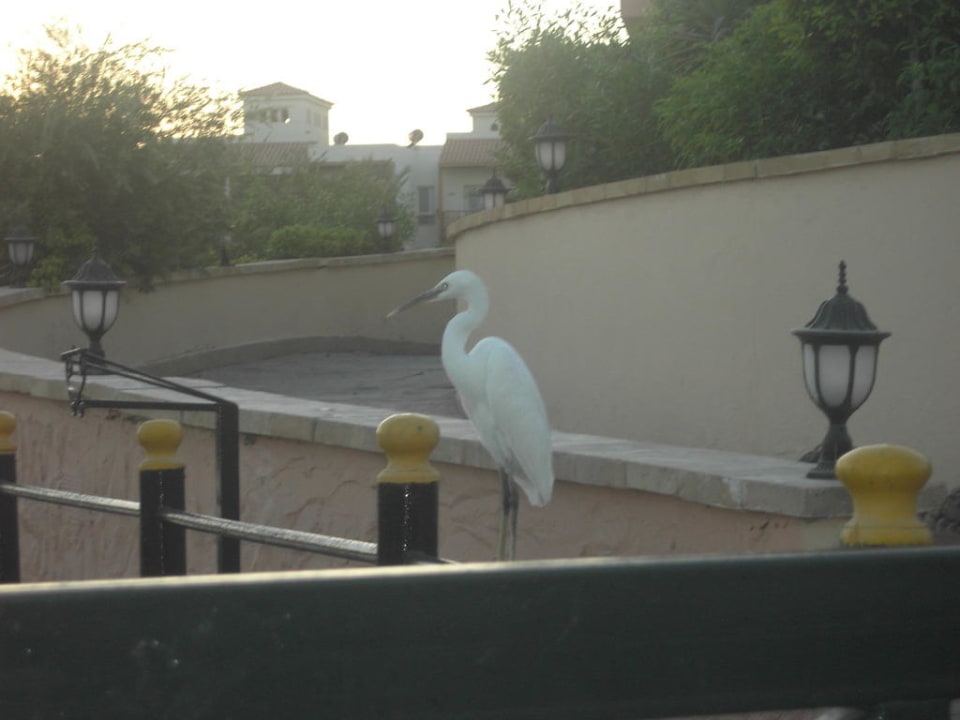 Foto Pickalbatros Dana Beach Resort - Hurghada