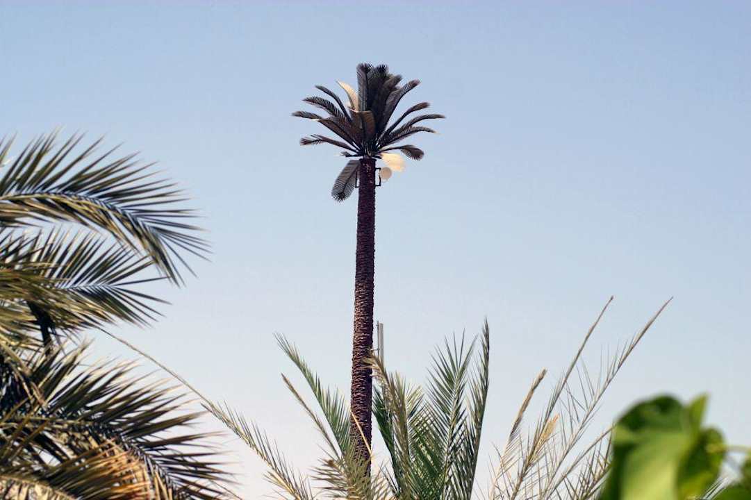 Riesige Palme mit Satschüssel Ghazala Gardens