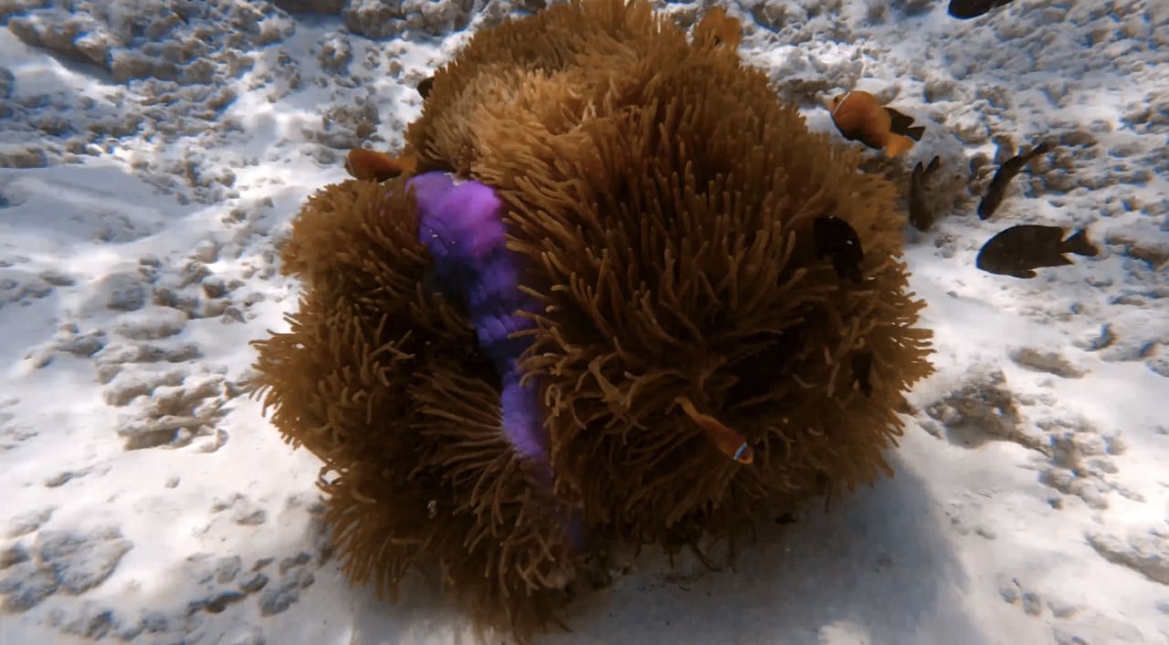 Strand Kuramathi Maldives