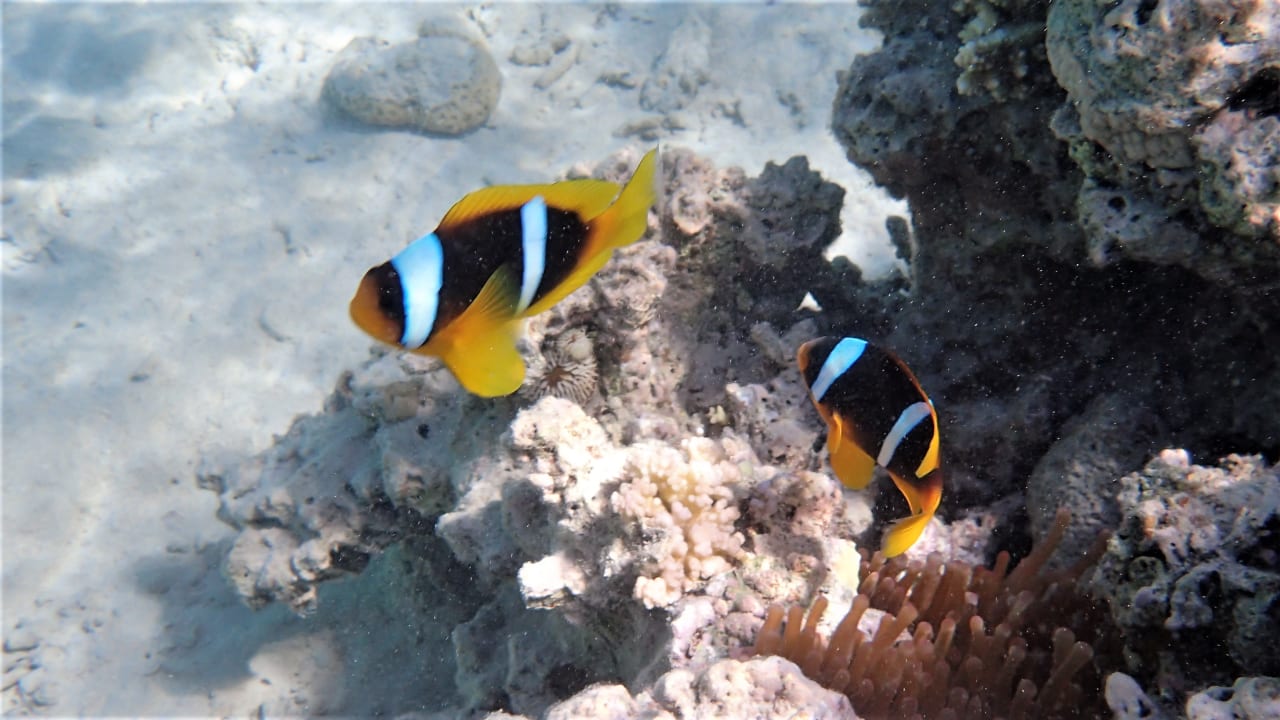 Sport & Freizeit Three Corners Sea Beach Resort