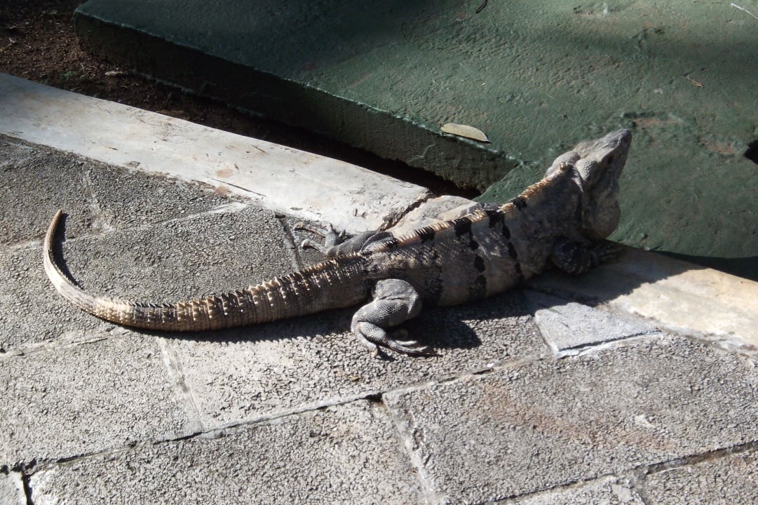 Grosser Leguan Hotel Riu Tequila