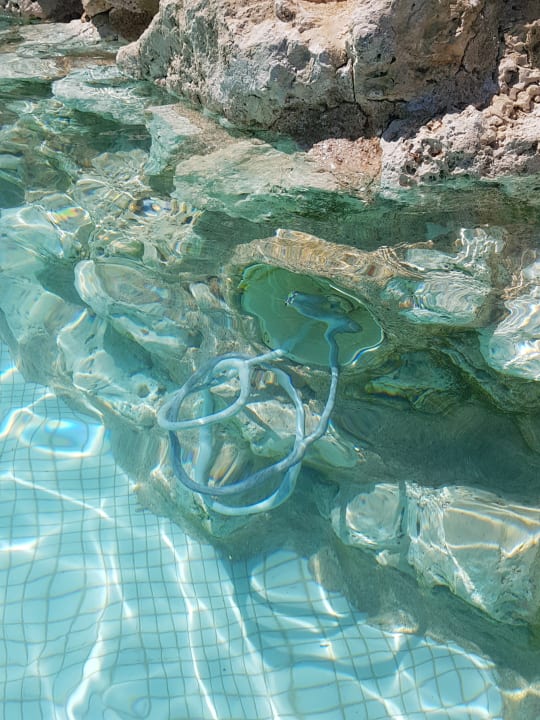 Pool Ghazala Gardens
