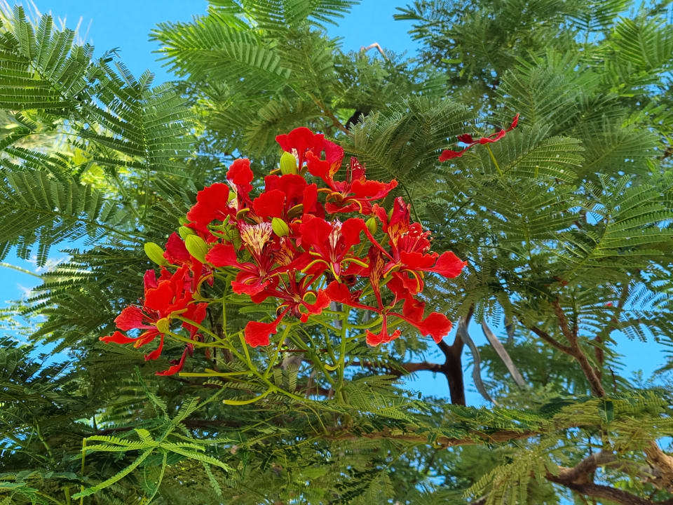 Gartenanlage Steigenberger ALDAU Beach Hotel