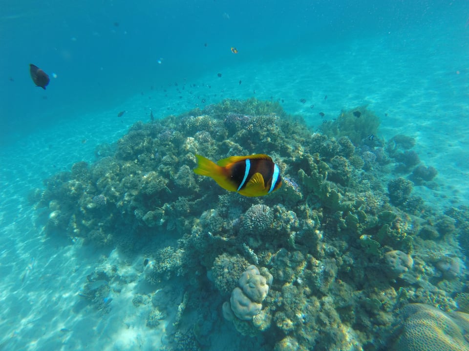 Sport & Freizeit Shams Safaga Resort