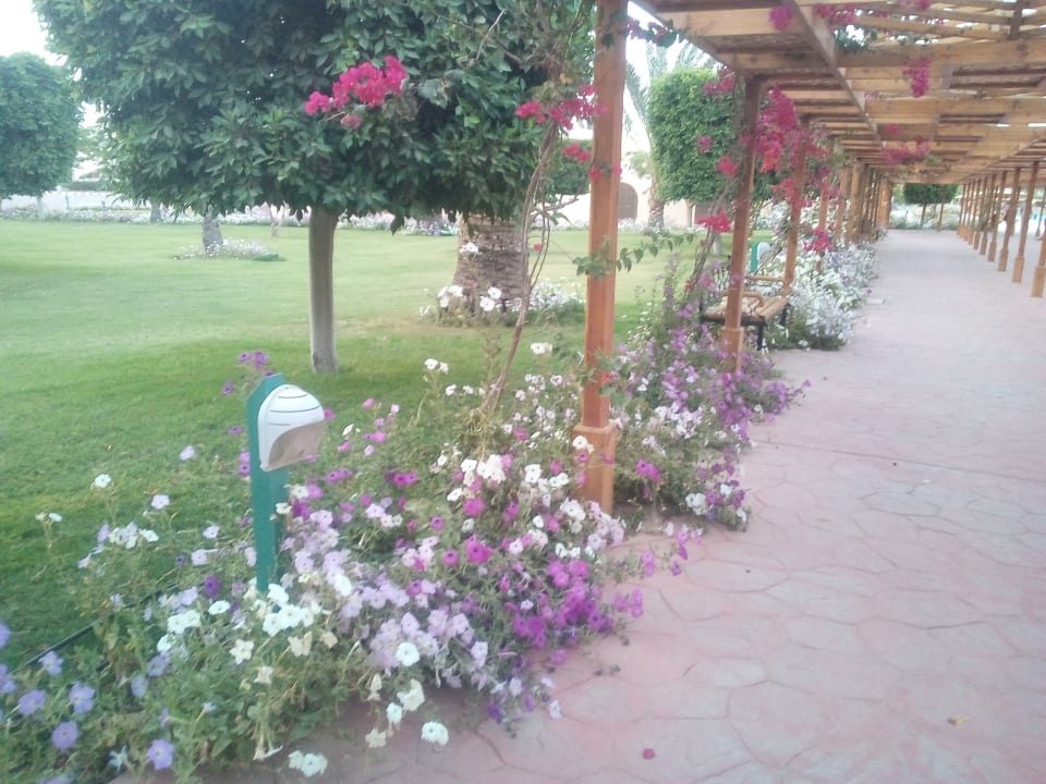 Gartenanlage Desert Rose