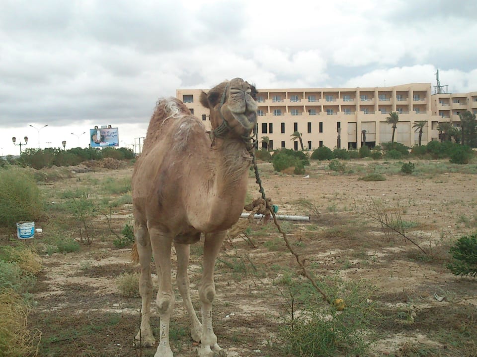 Obok hotelu Skanes Serail Aquapark