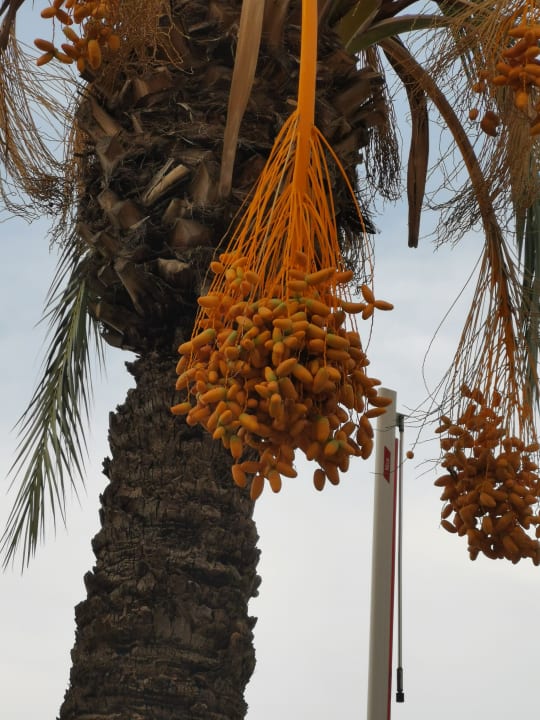 Gartenanlage Side Aquamarin Resort & Spa