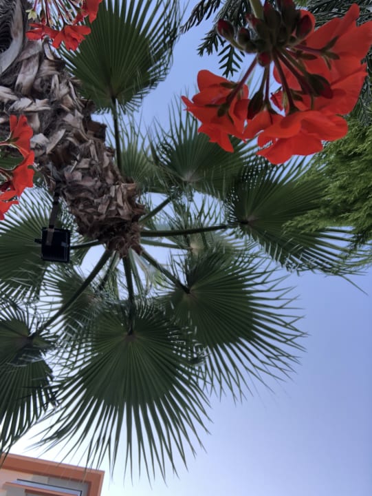 Gartenanlage Dizalya Palm Garden