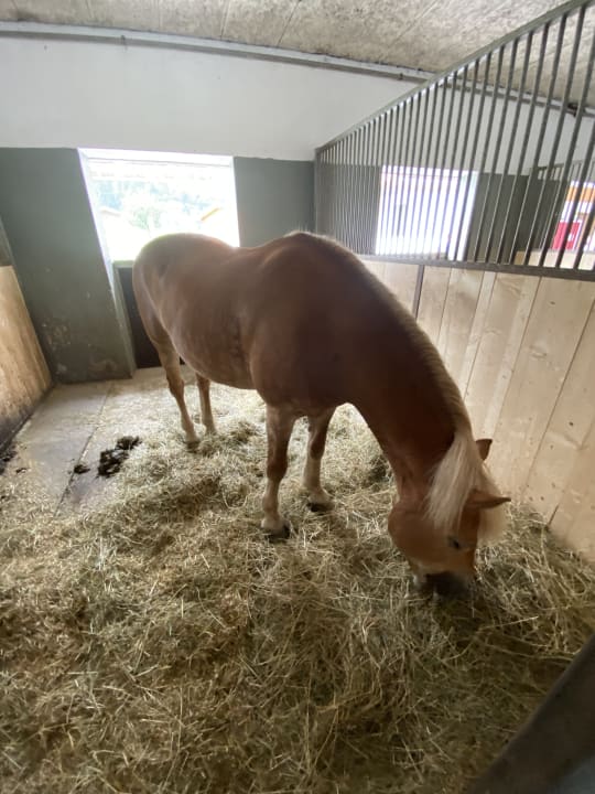Sport & Freizeit Kinderhotel Felben