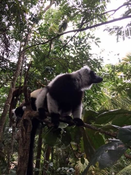 Palmarium Hotel Ankanin'Nofy Palmarium Réserve & Hotel